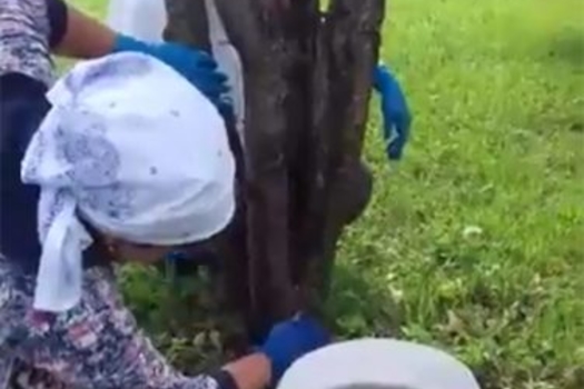 Мөслимдә укытучыларга… агач юдырганнар