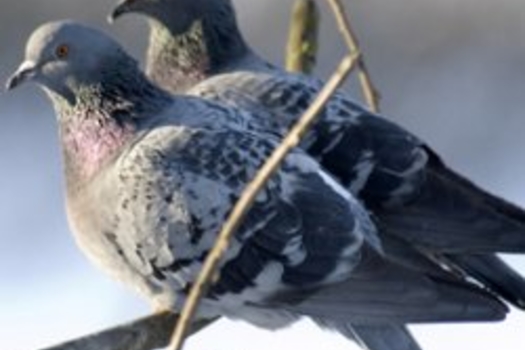 Күгәрченнәр кая китте?