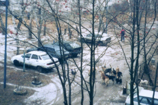 Урамда йөрү куркыныч